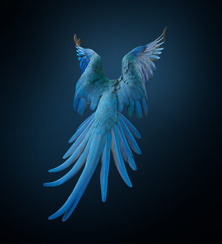 Comment ce projet NFT aide une espèce à devenir « non éteinte »