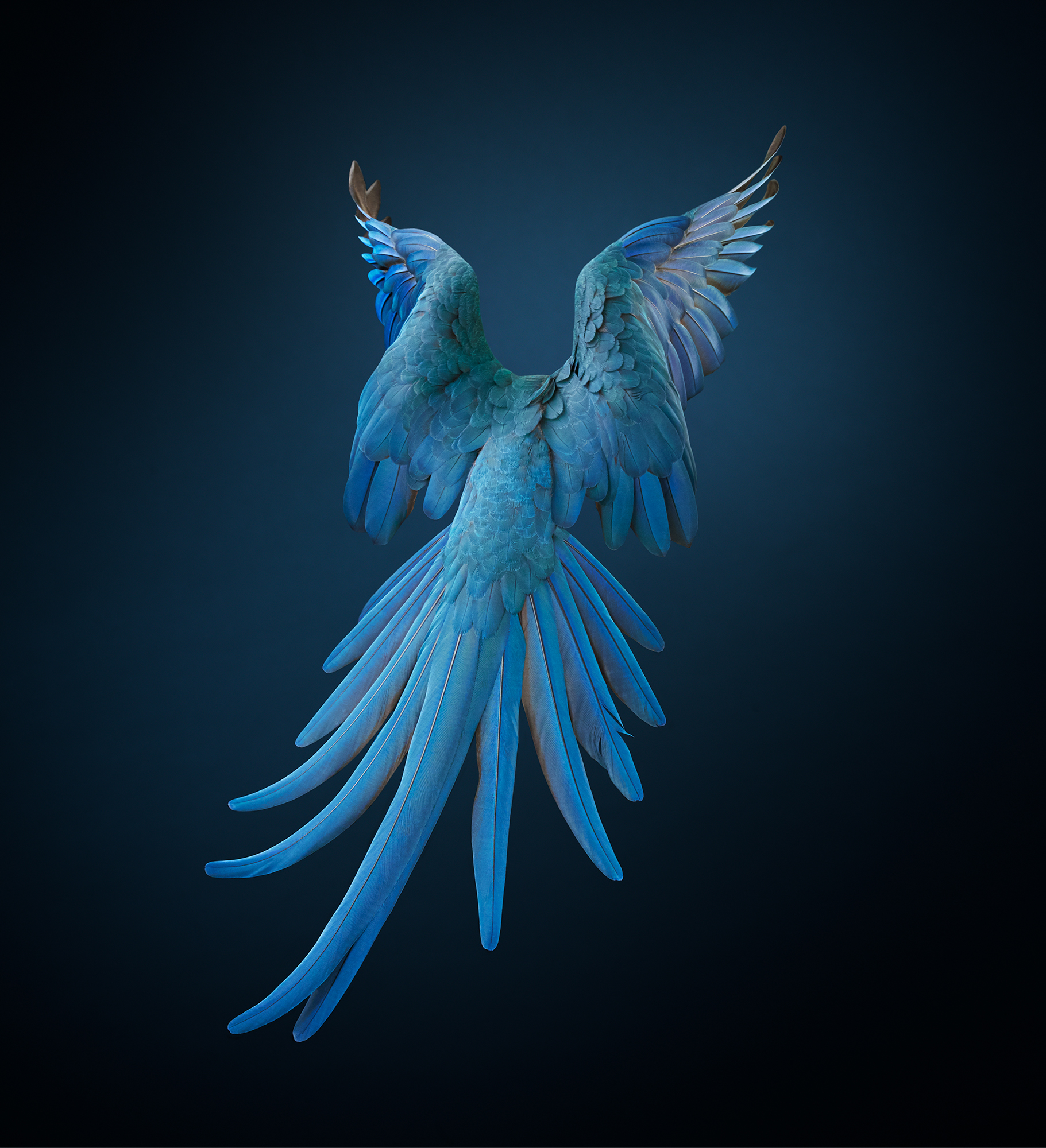 Comment ce projet NFT aide une espèce à devenir « non éteinte »