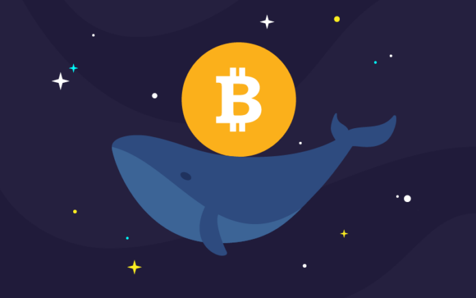 Qu’est-ce qu’une baleine Crypto ?
