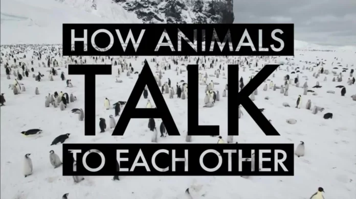 Comment l’IA pourrait bientôt nous permettre de comprendre les animaux Des manchots en groupe dans leur habitat naturel